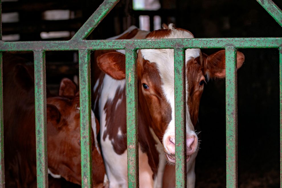 Kalb hinter Stallgitter